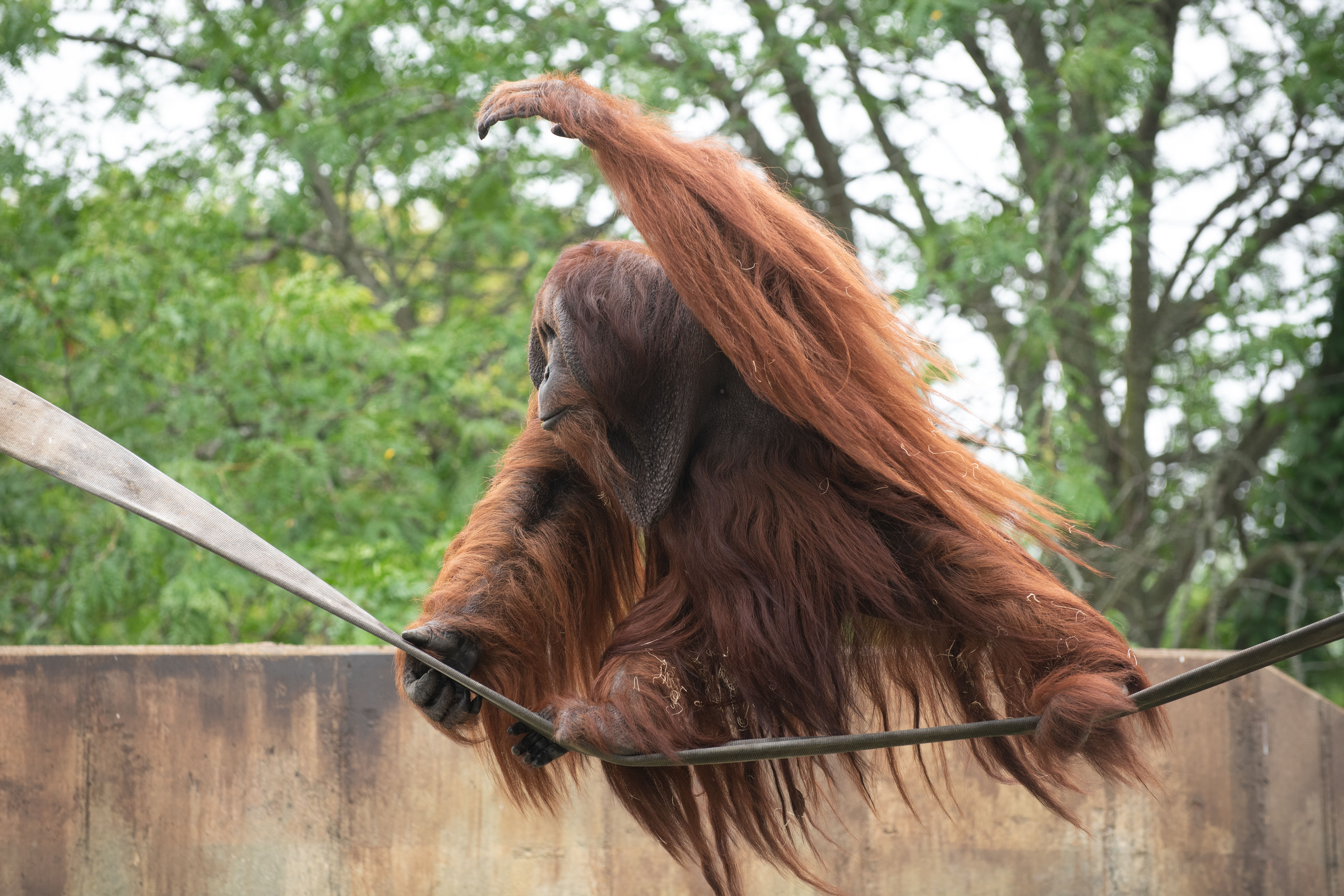 Bornean Orangutan | Columbus Zoo and Aquarium